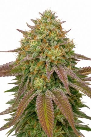 Good Buzz Genetics – Wedding Cake