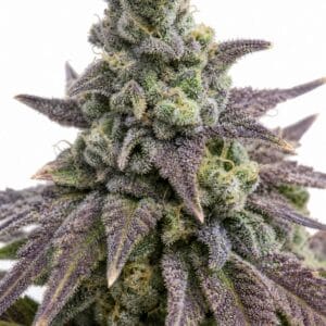 Good Buzz Genetics - Zkittlez by Seed City Bulk Cannabis Seeds plant image