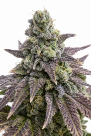 Good Buzz Genetics – Zkittlez