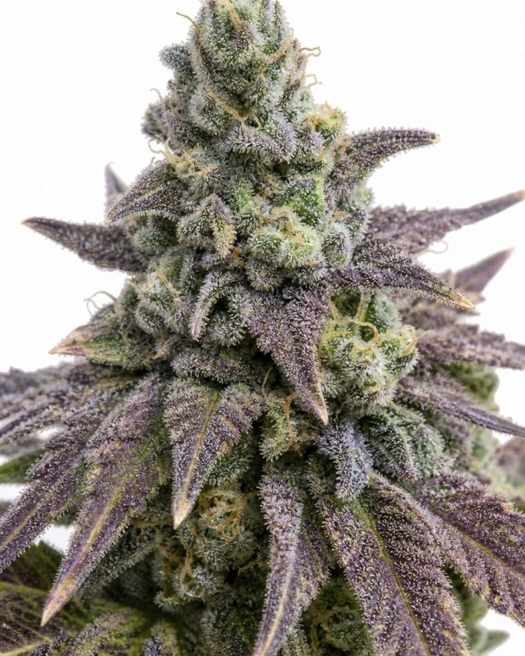 Good Buzz Genetics - Zkittlez by Seed City Bulk Cannabis Seeds plant image