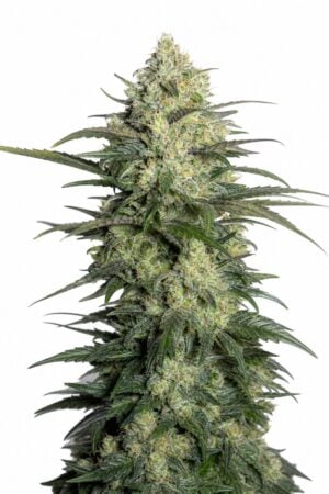 Gorilla Auto