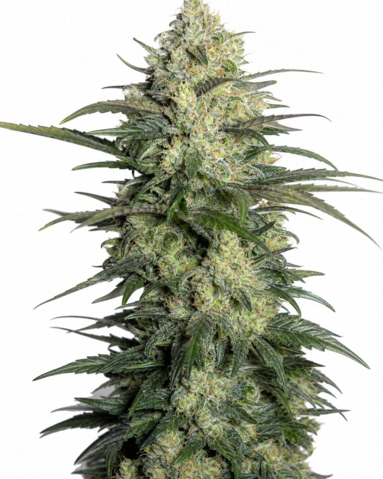 Gorilla Auto by Seed City Bulk Cannabis Seeds plant image