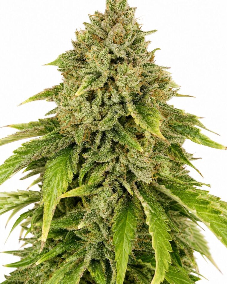Gorilla by Seed City Bulk Cannabis Seeds plant image