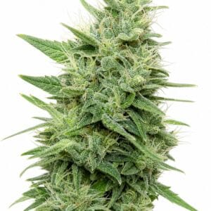 Gorilla Candy TRIPLOID by Seed City Bulk Cannabis Seeds plant image