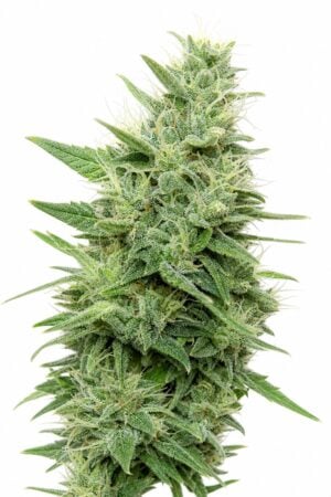 Gorilla Candy TRIPLOID