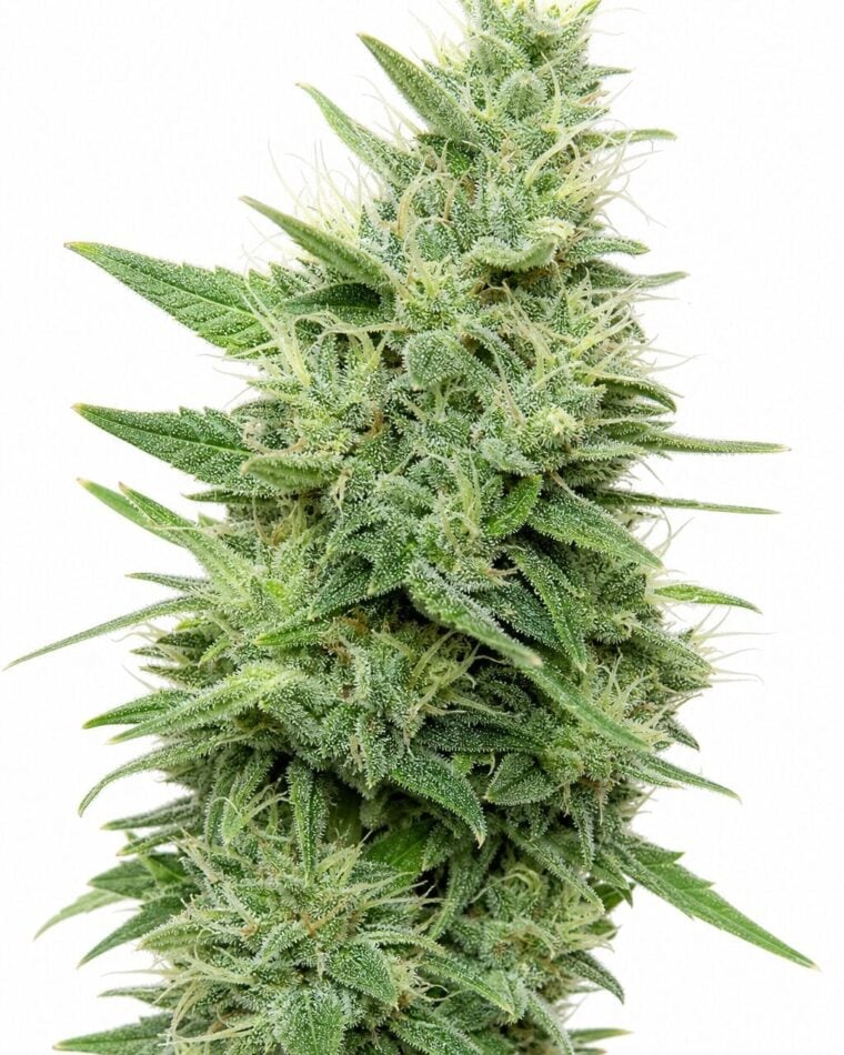 Gorilla Candy TRIPLOID by Seed City Bulk Cannabis Seeds plant image