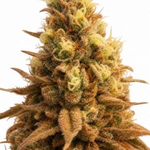 Gorilla Cookies TRIPLOID by Seed City Bulk Cannabis Seeds plant image