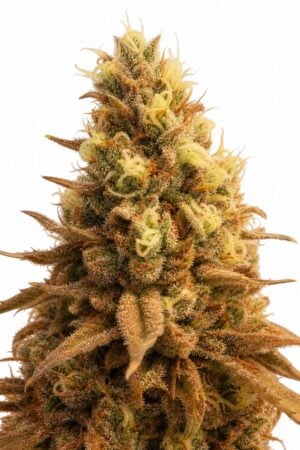Gorilla Cookies TRIPLOID