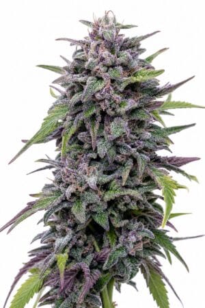 Grandaddy Purple Auto