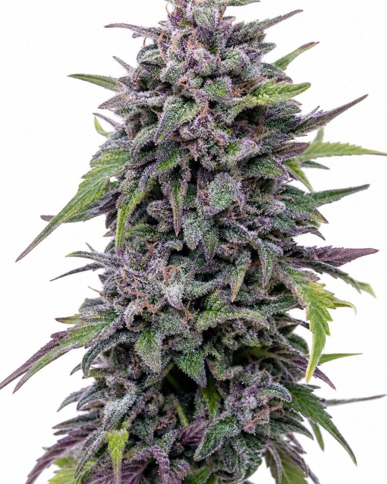 Grandaddy Purple Auto by Seed City Bulk Cannabis Seeds plant image
