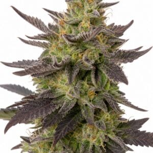Grandaddy Purple x Bruce Banner by Seed City Bulk Cannabis Seeds plant image