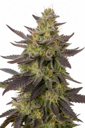 Grandaddy Purple x Bruce Banner