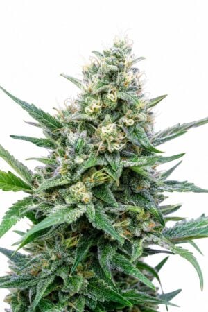 Grape Ape