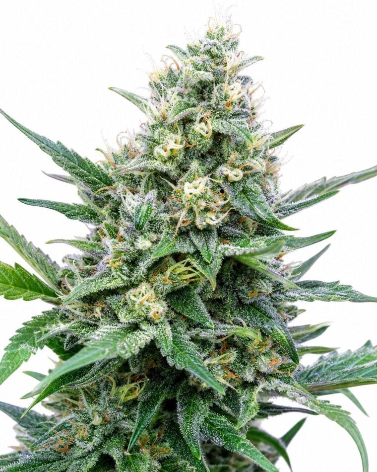 Grape Ape by Seed City Bulk Cannabis Seeds plant image
