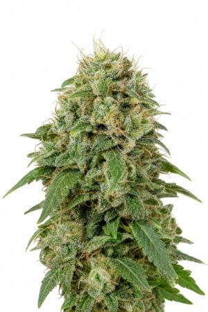 Green Crack Auto