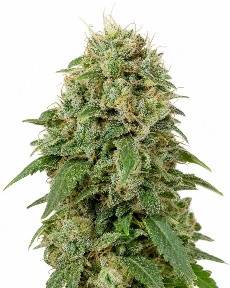 Green Crack Auto by Seed City Bulk Cannabis Seeds plant image