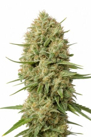 Green Crack