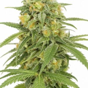 Green Crack x Lilly Auto by Seed City Bulk Cannabis Seeds plant image