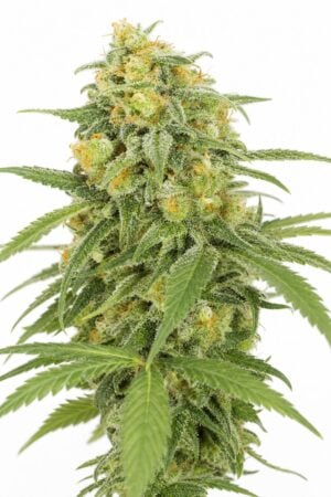 Green Crack x Lilly Auto