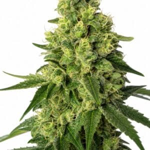 Green Poison TRIPLOID by Seed City Bulk Cannabis Seeds plant image