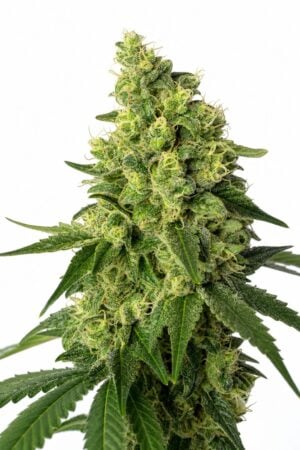 Green Poison TRIPLOID