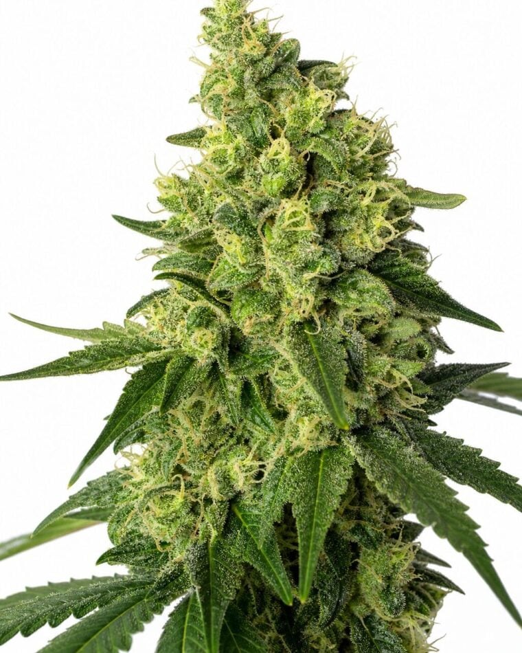 Green Poison TRIPLOID by Seed City Bulk Cannabis Seeds plant image