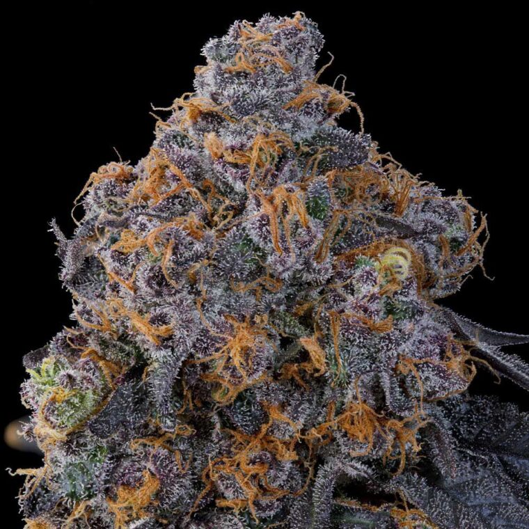 Grounded Genetics Blu Zang cannabis plant image 1
