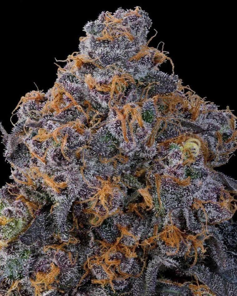 Grounded Genetics Blu Zang cannabis plant image 1