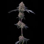 Grounded Genetics Blu Zang cannabis plant image 2