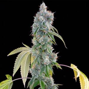 Blucci OG