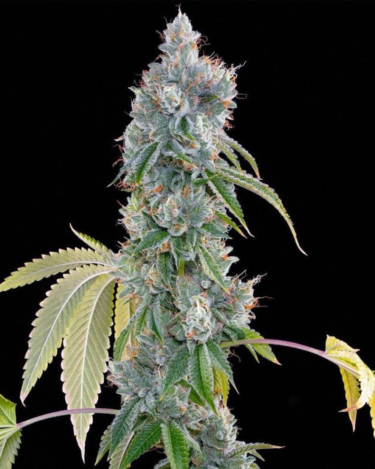Grounded Genetics Blucci OG cannabis plant image 1