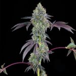 Grounded Genetics Blucci OG cannabis plant image 2