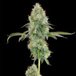 Grounded Genetics Blucci OG cannabis plant image 3