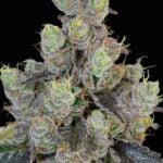 Grounded Genetics Blue Chiesel cannabis plant image 1