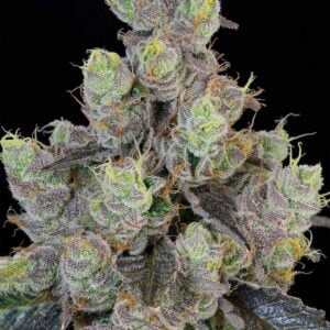 Blue Chiesel
