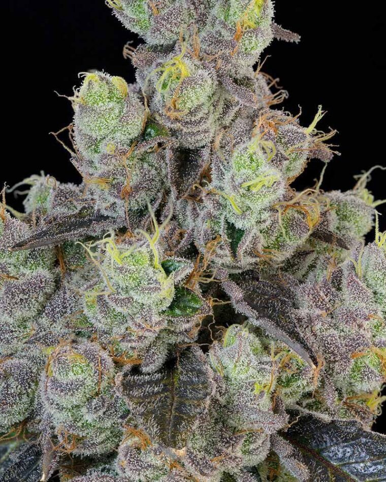 Grounded Genetics Blue Chiesel cannabis plant image 1