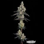 Grounded Genetics Blue Chiesel cannabis plant image 2