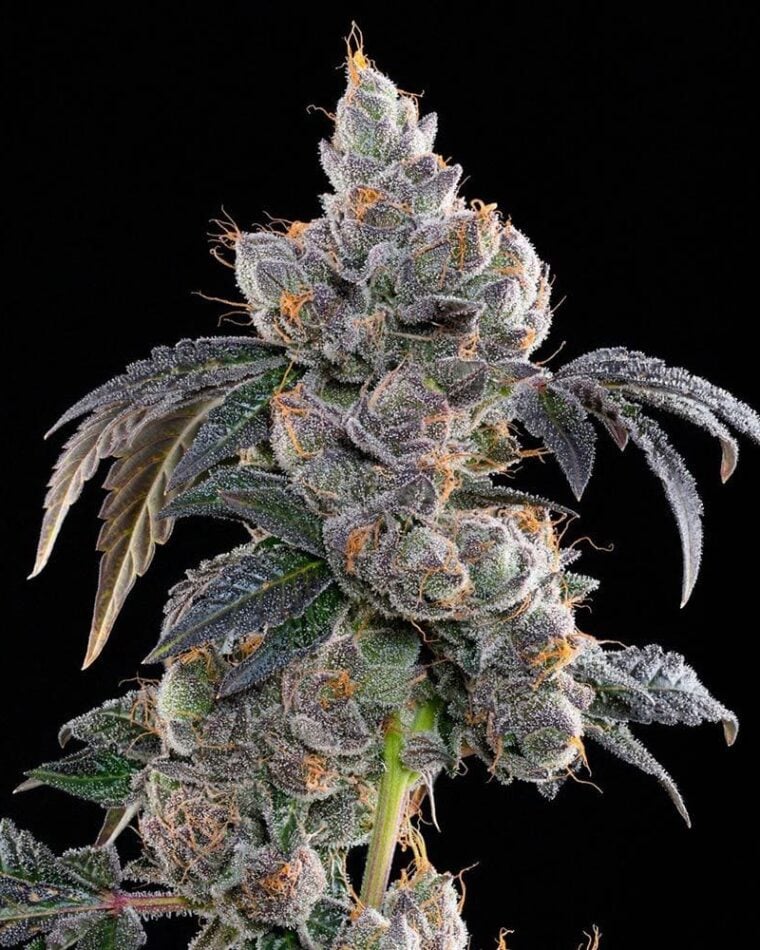Grounded Genetics Blue Limez cannabis plant image 1