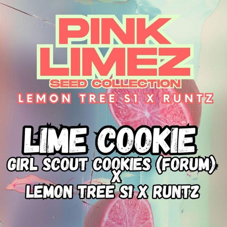 Grounded Genetics Lime Cookie cannabis plant image 1
