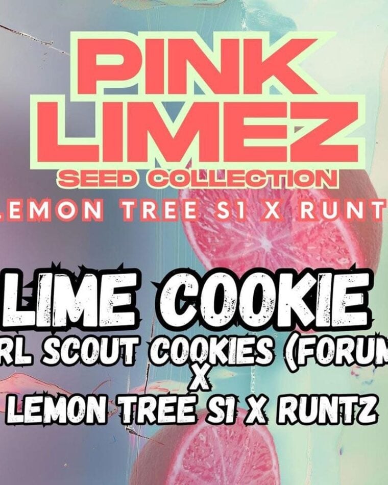 Grounded Genetics Lime Cookie cannabis plant image 1