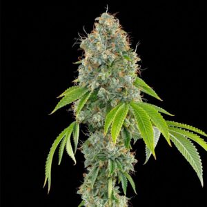 Lime OG