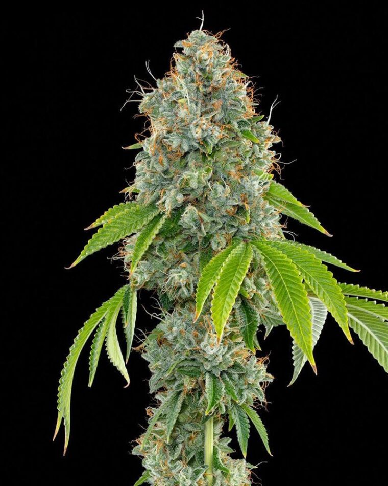Grounded Genetics Lime OG cannabis plant image 1