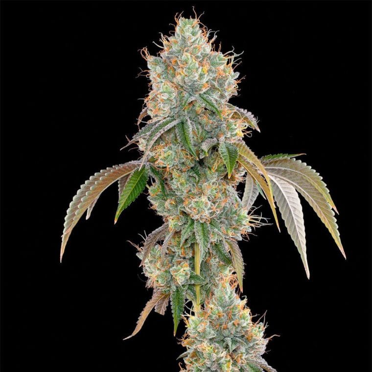 Grounded Genetics Lime Scotti cannabis plant image 1