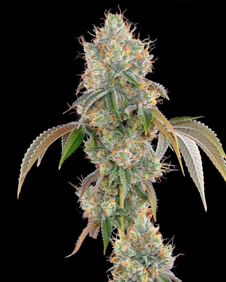 Grounded Genetics Lime Scotti cannabis plant image 1