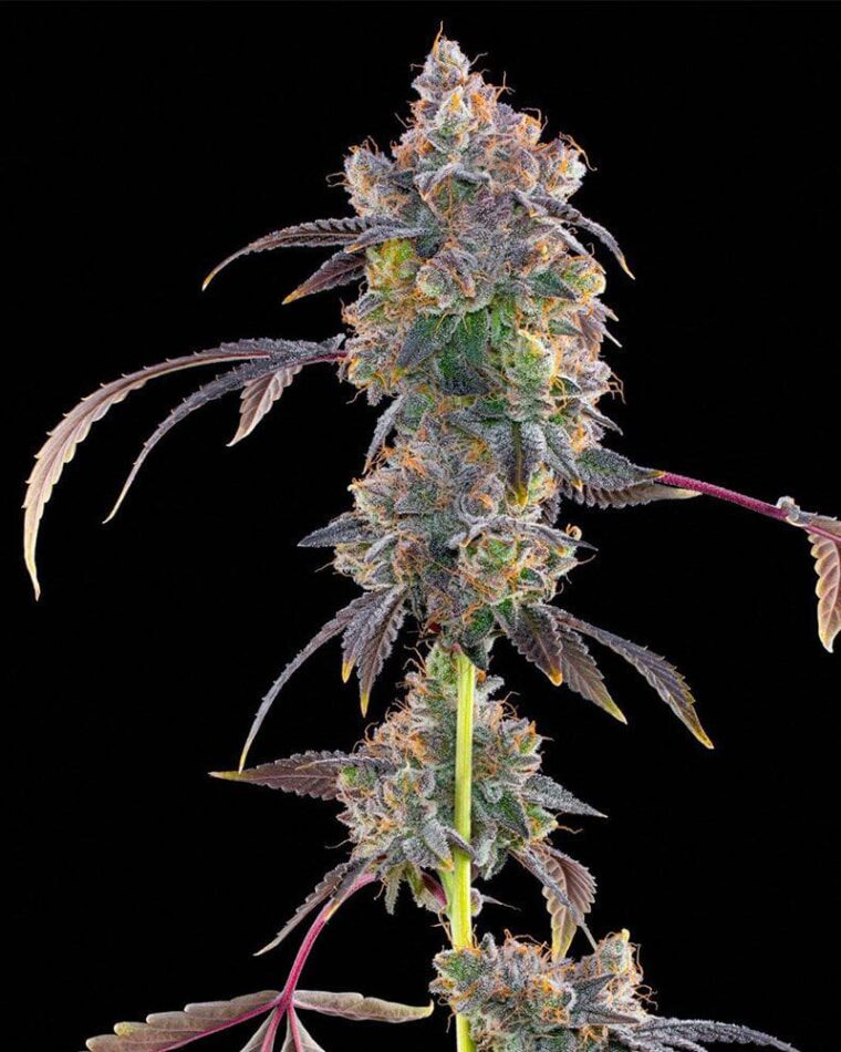 Grounded Genetics Lime Slurpi cannabis plant image 1