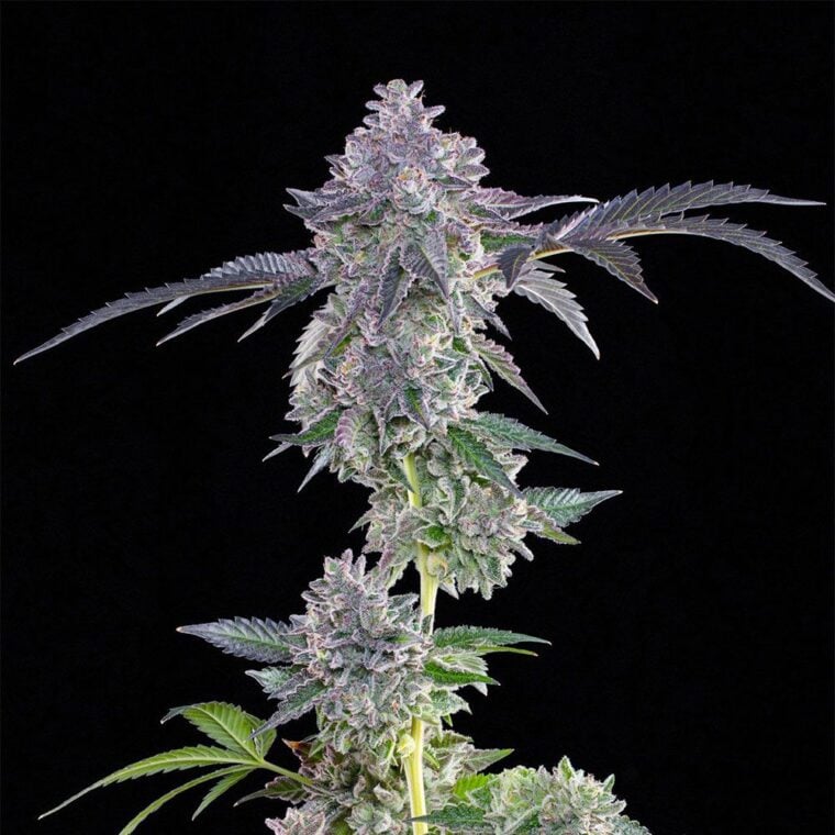 Grounded Genetics Lime Zerb cannabis plant image 1