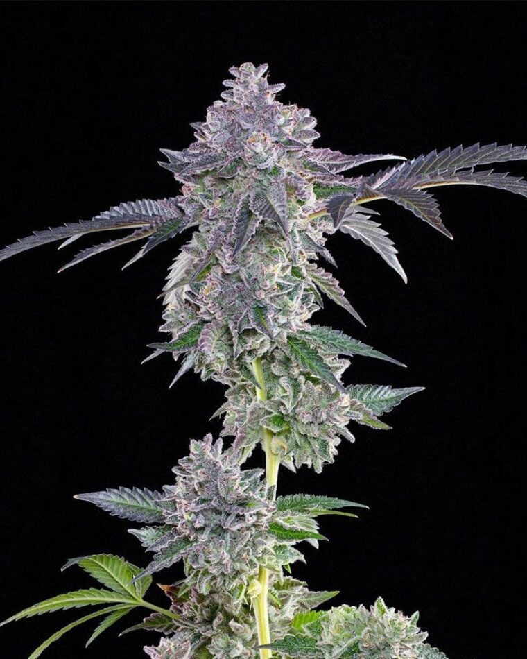 Grounded Genetics Lime Zerb cannabis plant image 1