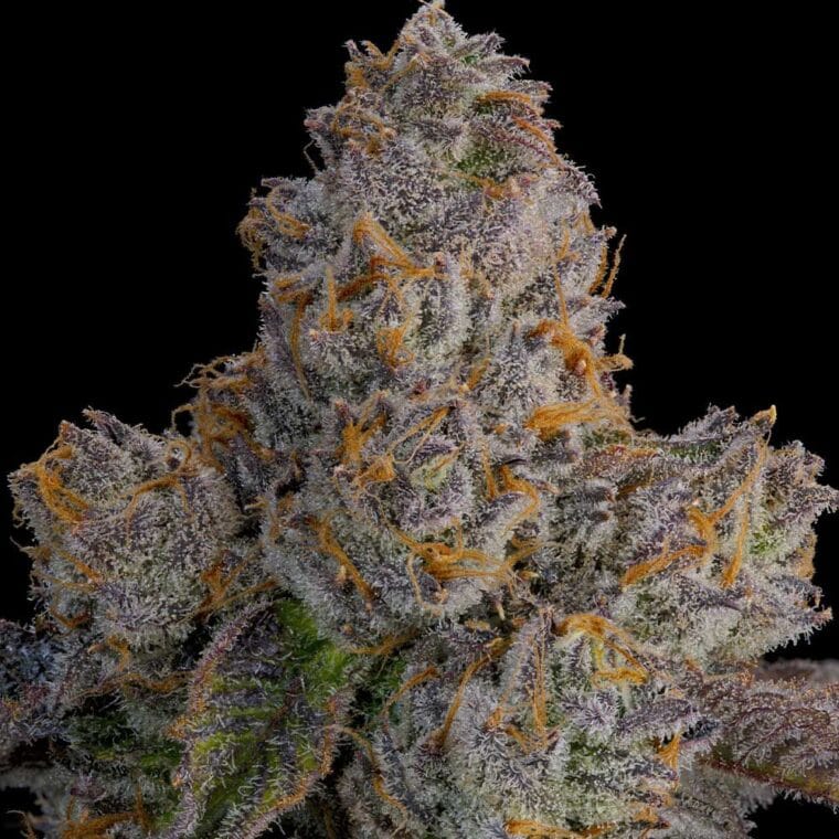 Grounded Genetics Lime Zoda cannabis plant image 1