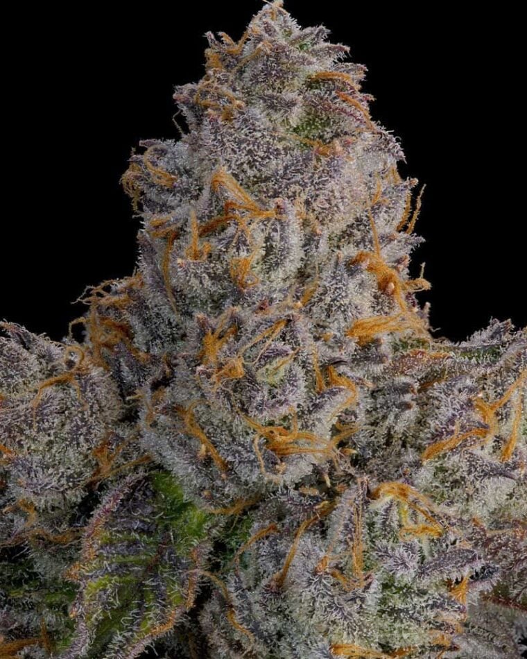 Grounded Genetics Lime Zoda cannabis plant image 1