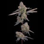 Grounded Genetics Lime Zoda cannabis plant image 2